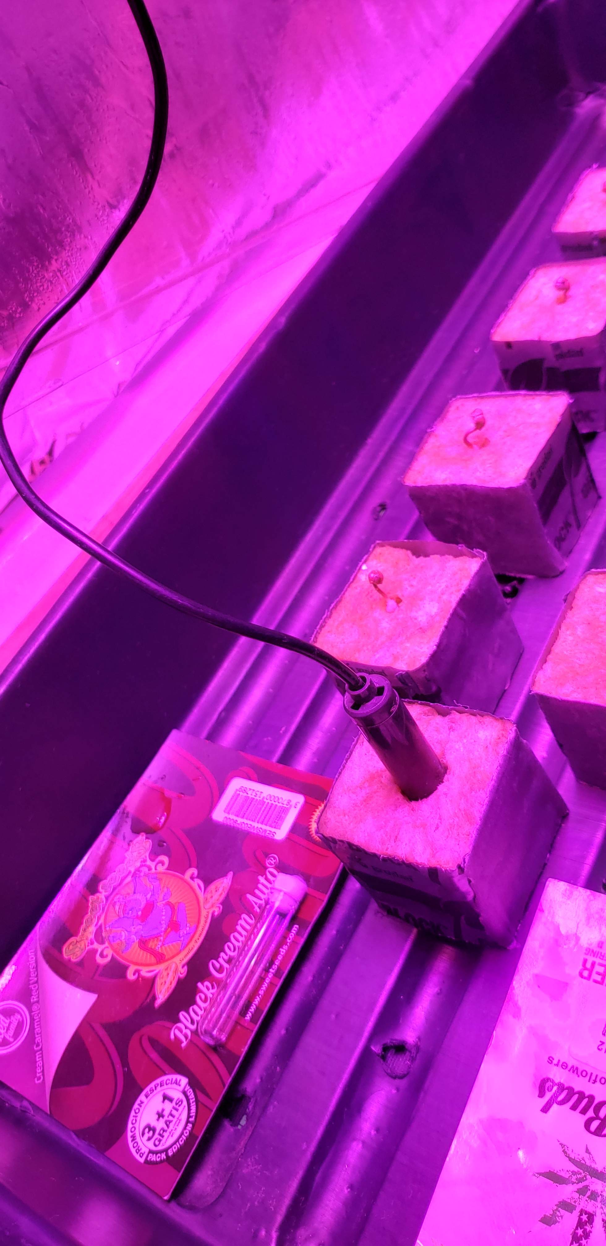 Sweet Seeds Black Cream Auto® grow diary (journal) week1 by Lotuspro