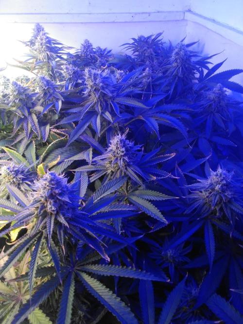 Grandaddy purple Zamnesia. Week 8 - Almost ready 