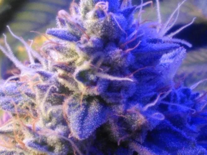 Granddaddy Purple. Week 8