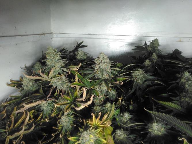 Grandaddy purple Zamnesia. Week 9