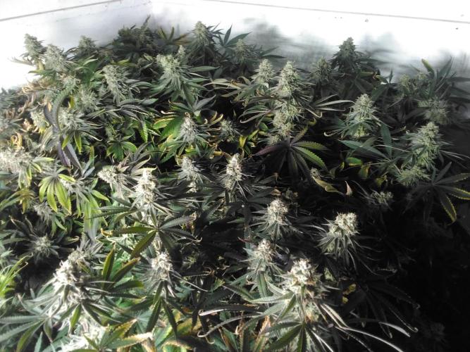 Grandaddy purple Zamnesia. Week 9