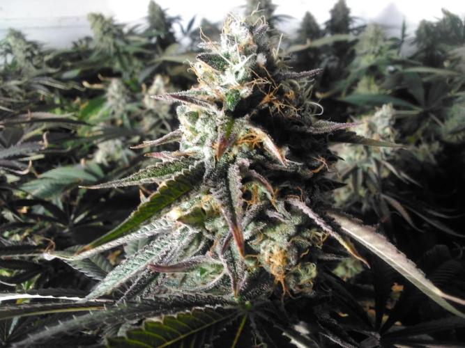 Granddaddy Purple. Week 9