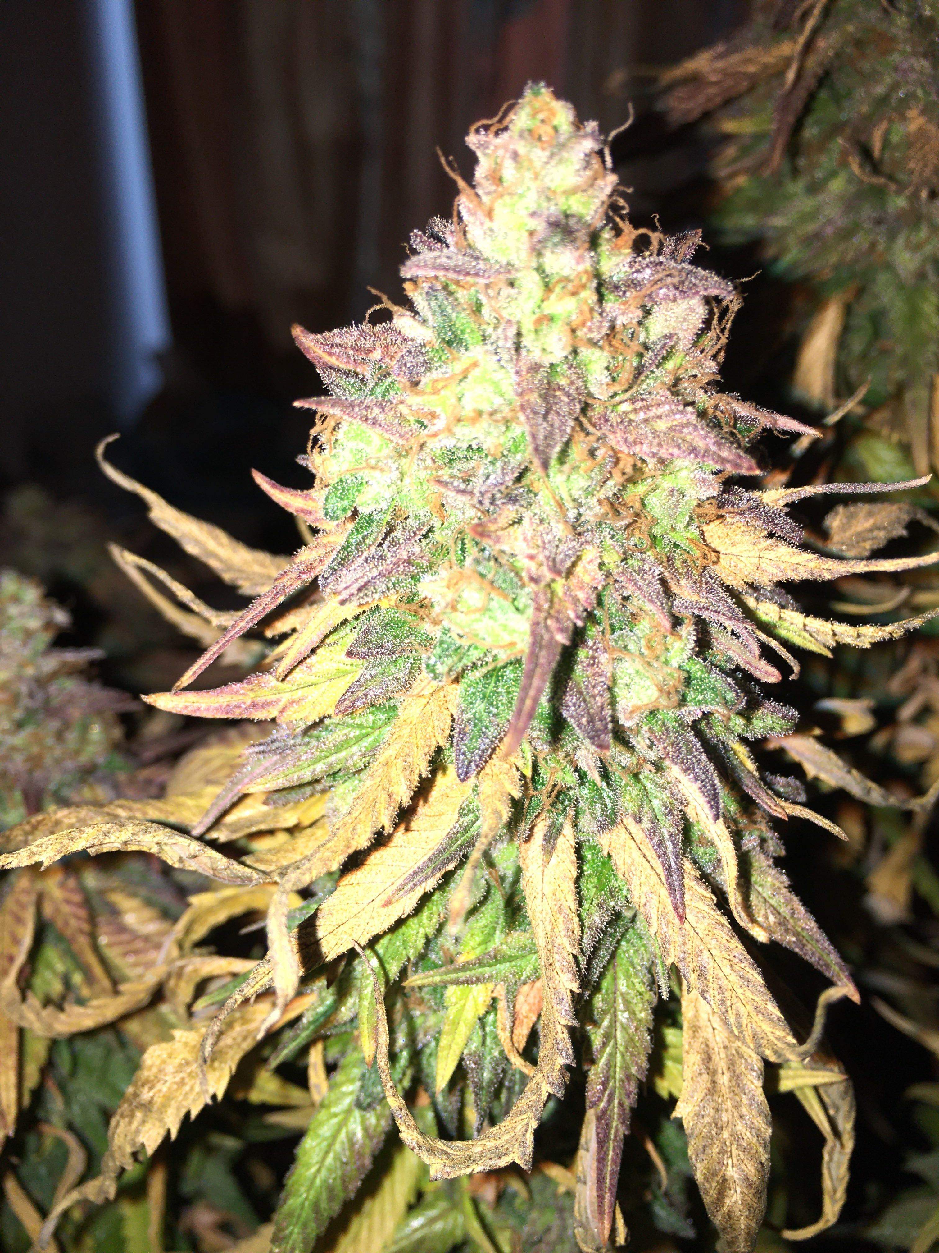 White Label Double Banana Kush grow diary (journal) harvest21 by Hydro