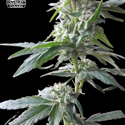 grow journal by BoyStrainGrower GrowDiaries