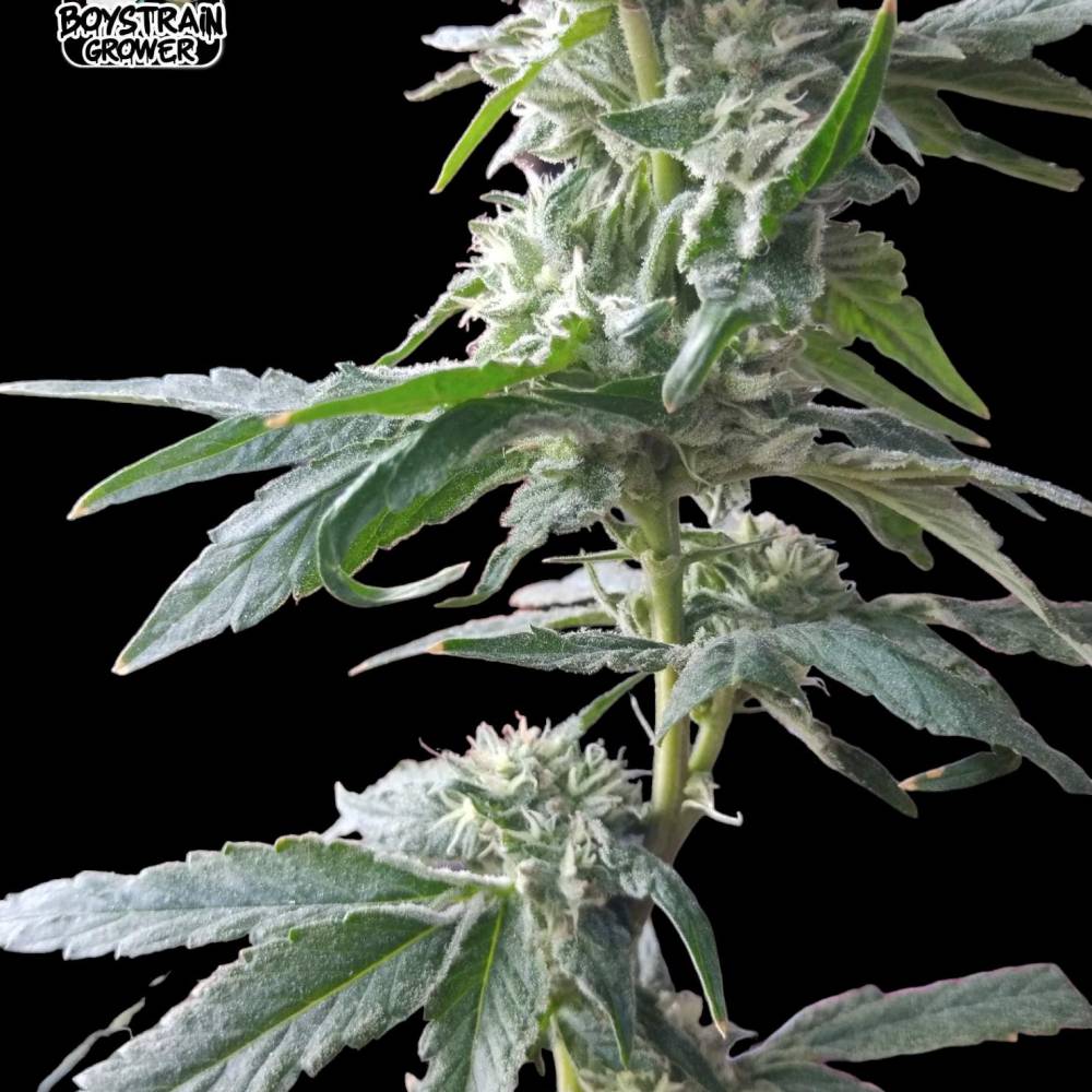 grow journal by BoyStrainGrower GrowDiaries