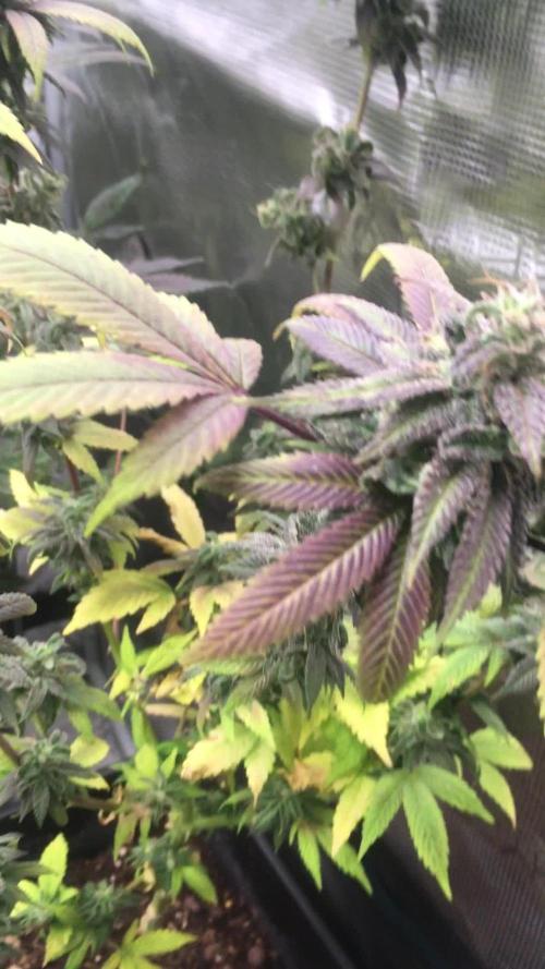 Afghan kush 