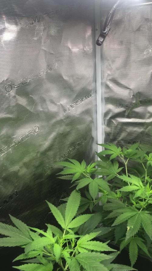 Afghan kush 
