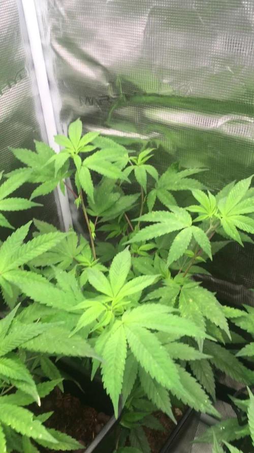 Afghan kush 