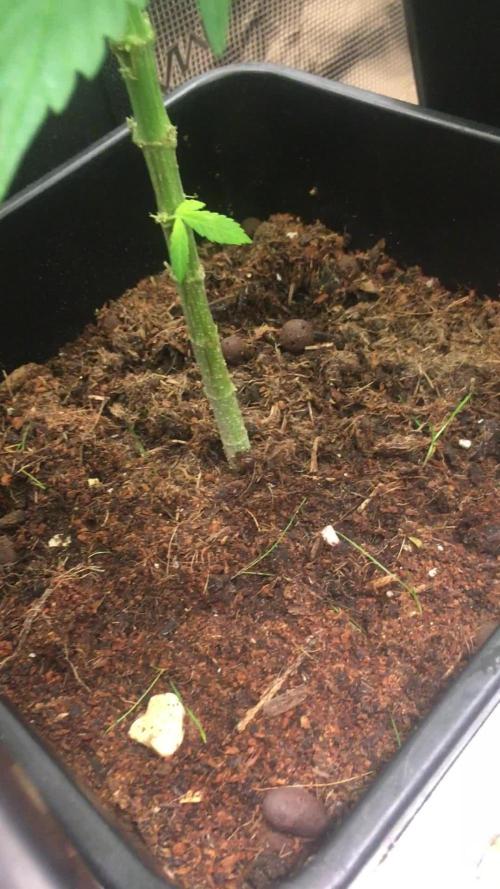 Afghan kush 