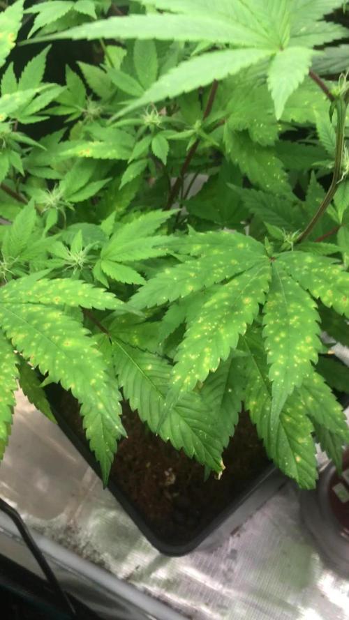 Afghan kush 