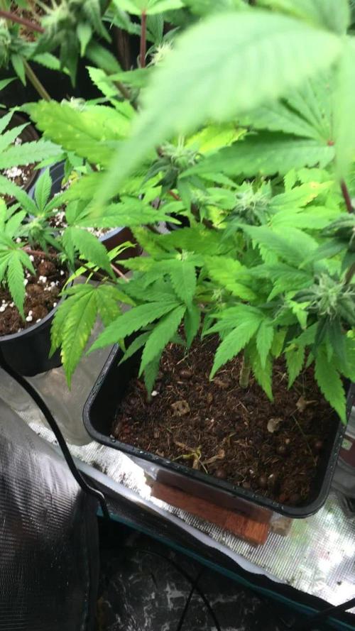 Afghan kush 