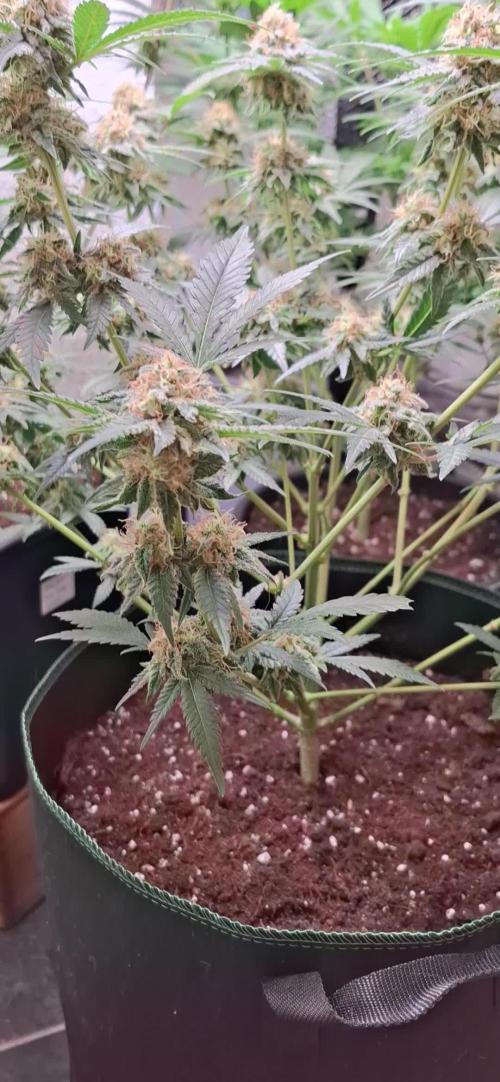 Mendocino Skunk 