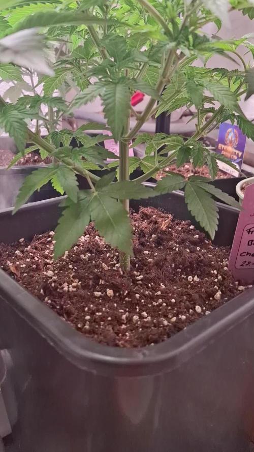 Frozen Black Cherry