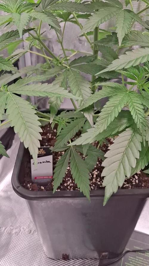 Caramba by Paradise Seeds