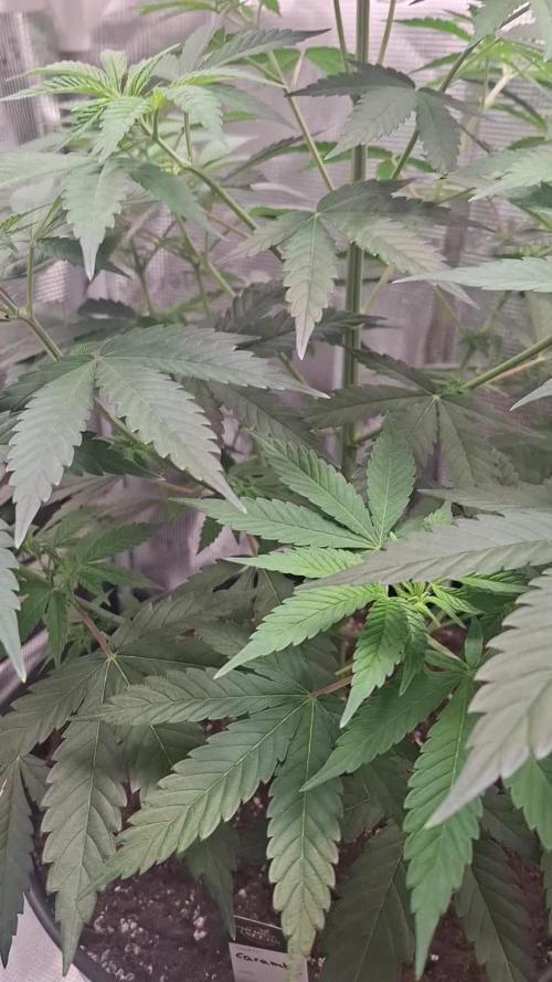 Caramba by Paradise Seeds