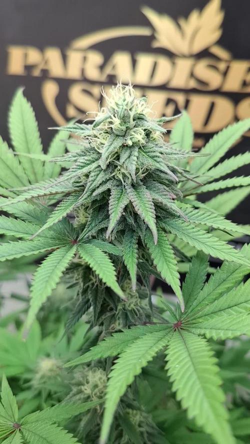 Caramba by Paradise Seeds
