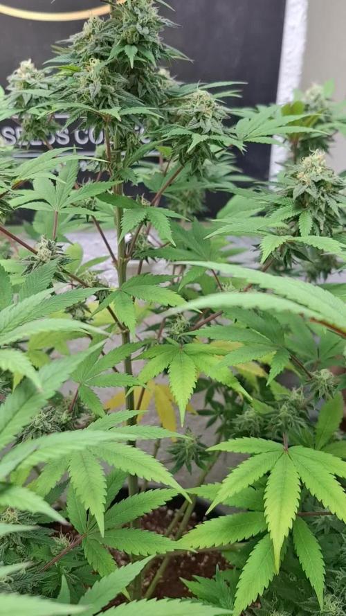 Caramba by Paradise Seeds