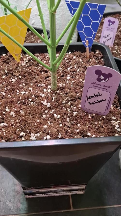 Mental Rainbow F1 Fast Version