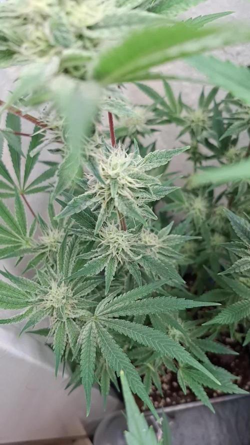 Mental Rainbow F1 Fast Version