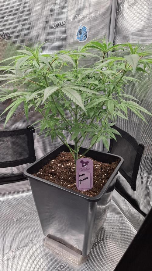 Coco Jambo. Week 8