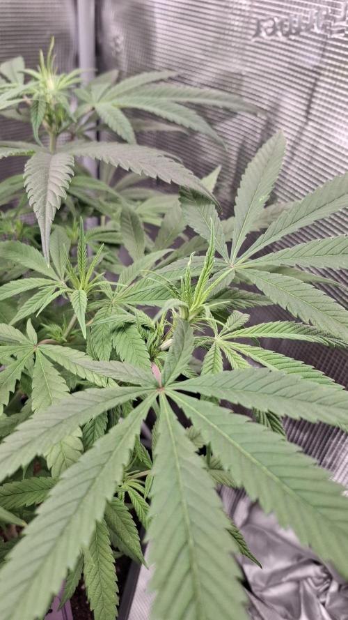 Coco Jambo. Week 8