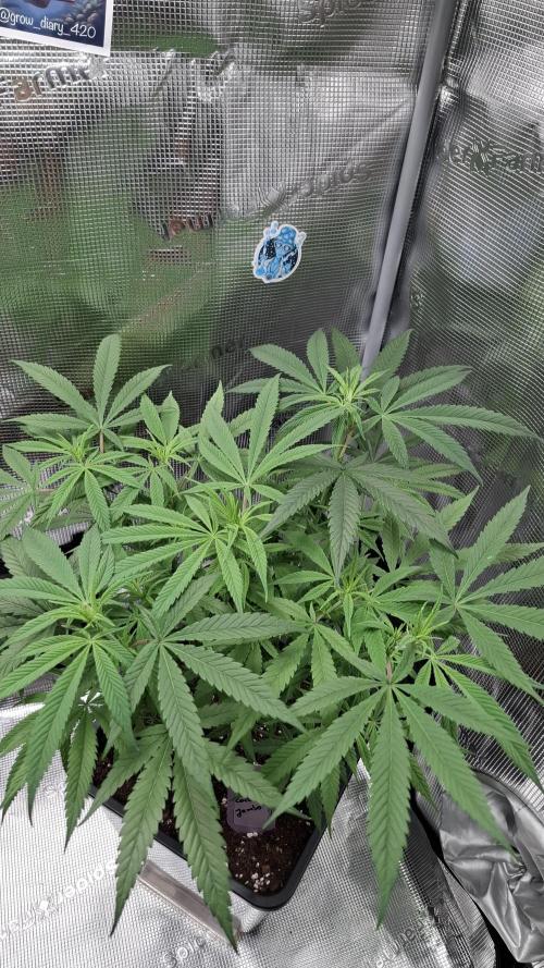 Coco Jambo. Week 8