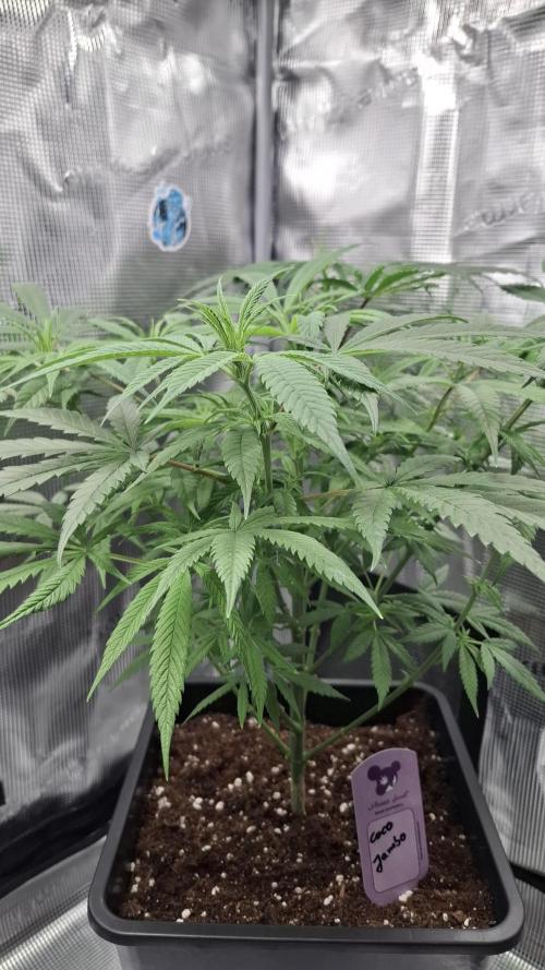 Coco Jambo. Week 8