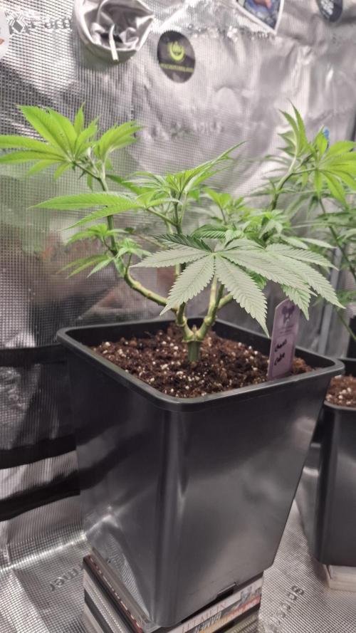 Chaos Cake. Week 9