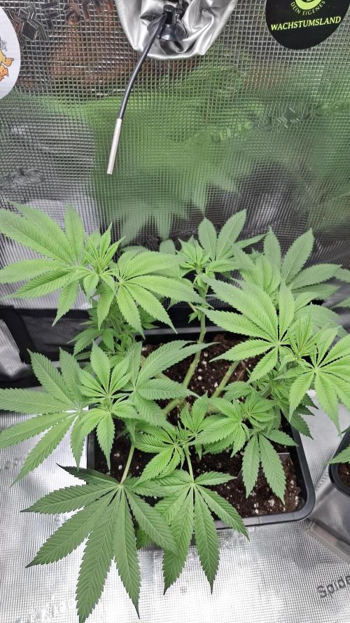 Chaos Cake. Week 9