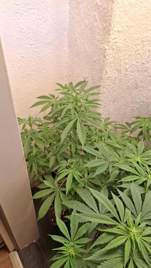 Privileged Baddie. Week 9