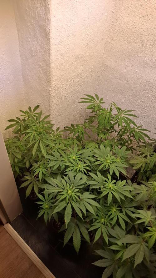 Privileged Baddie. Week 9