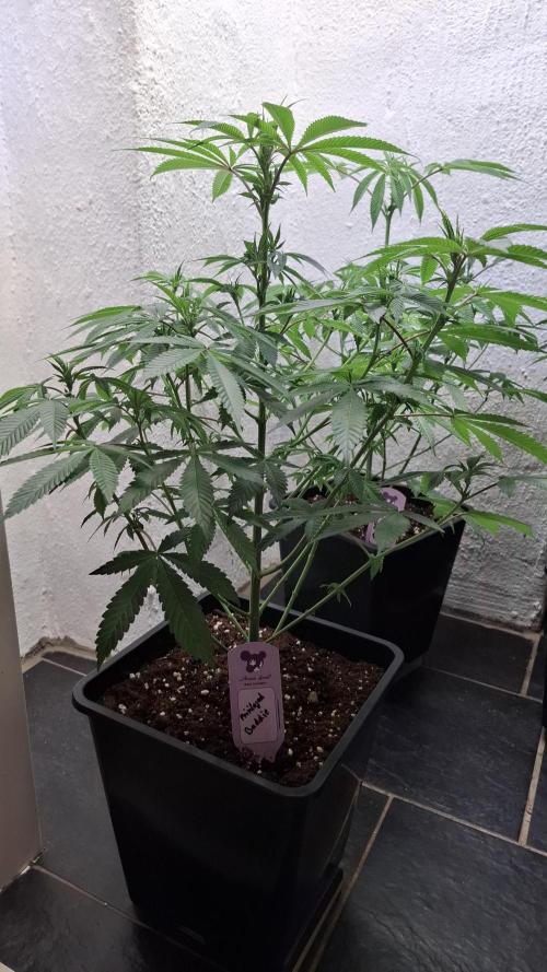 Privileged Baddie. Week 9