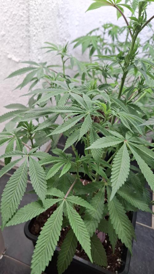 Privileged Baddie. Week 9