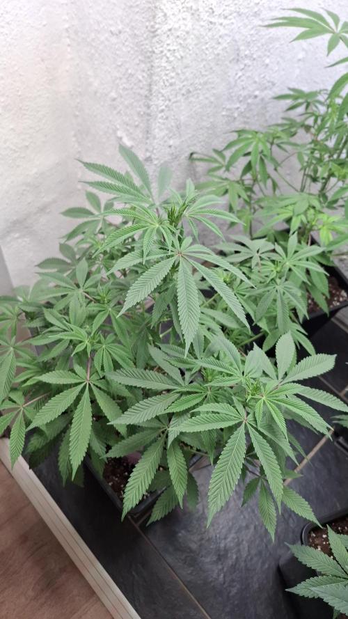 Privileged Baddie. Week 9