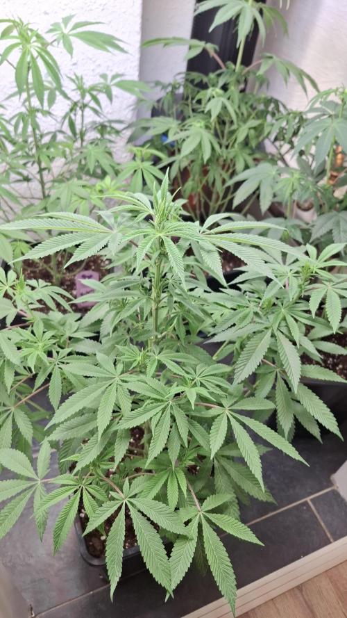 Privileged Baddie. Week 9