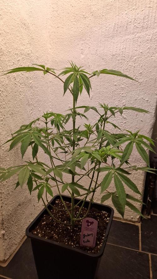 Glowberry Rush. Week 9