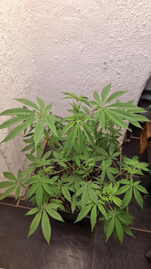 Glowberry Rush. Week 9