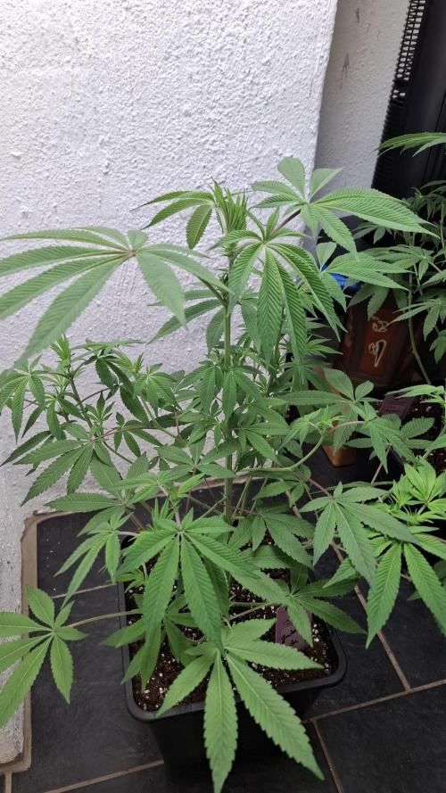 Glowberry Rush. Week 9