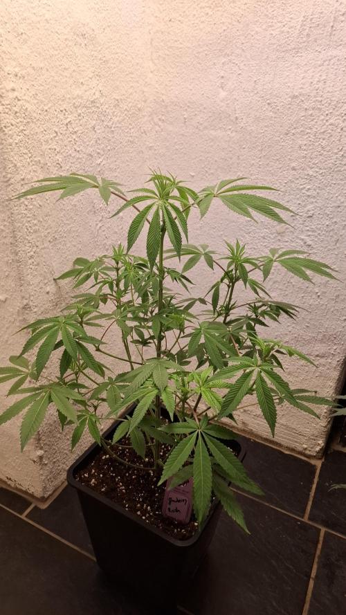 Glowberry Rush. Week 9