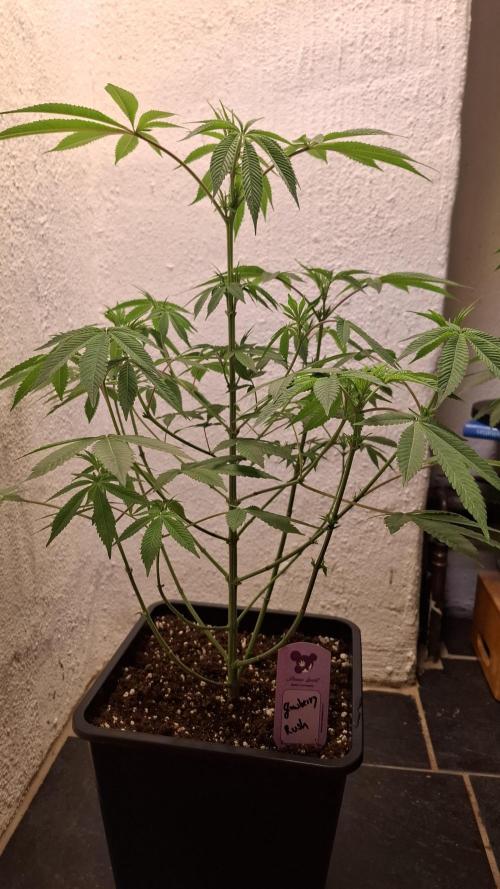 Glowberry Rush. Week 9