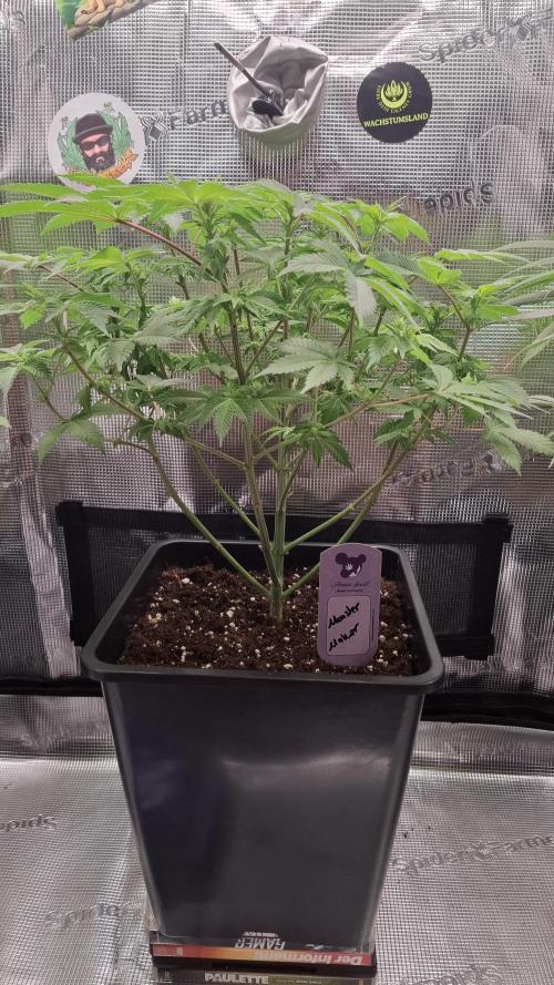 Monster Maker. Week 9