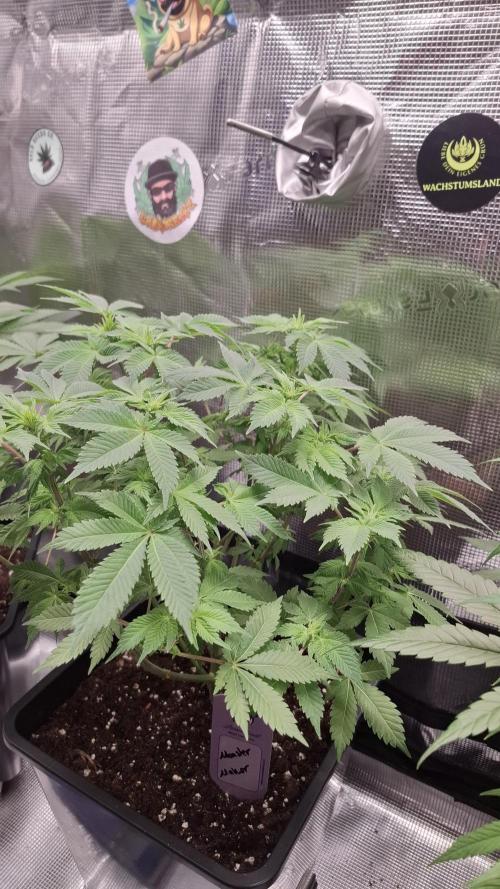 Monster Maker. Week 9