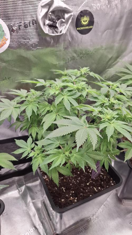 Monster Maker. Week 9