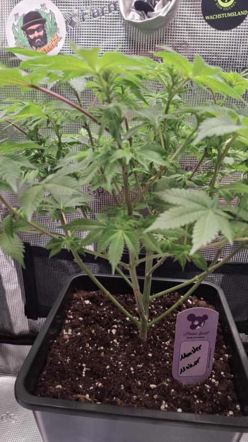 Monster Maker. Week 9