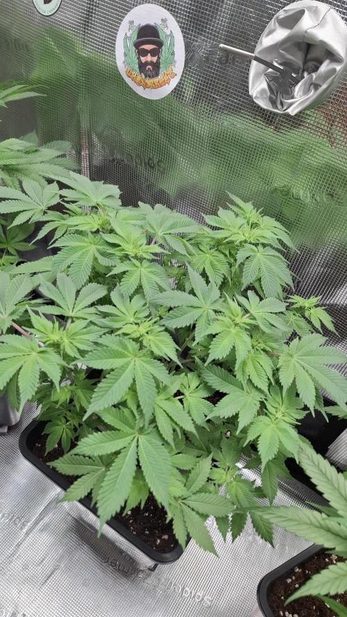 Monster Maker. Week 9