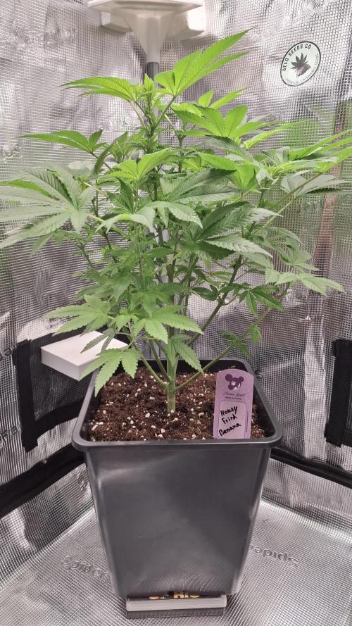 Honey Fried Bananas. Week 9