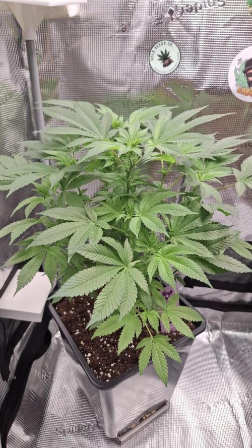 Honey Fried Bananas. Week 9