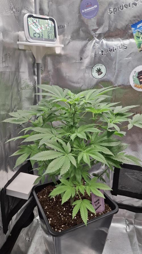 Honey Fried Bananas. Week 9