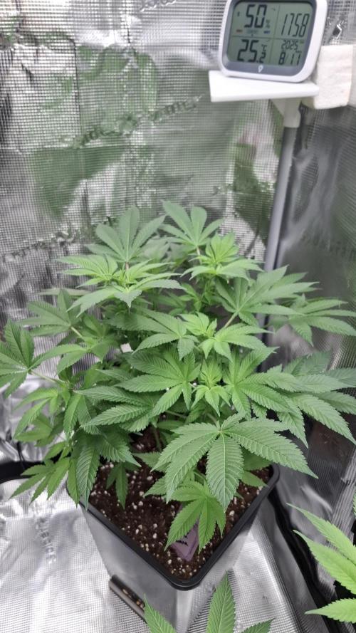 Honey Fried Bananas. Week 9