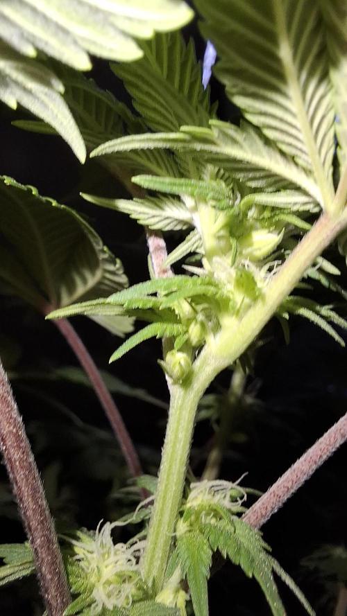 Monster Maker. Week 10